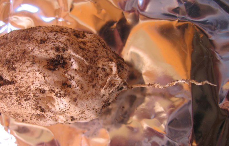 puzzolente, sotto fico - Phallus impudicus